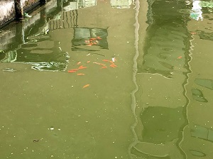 金魚が水面に群れています