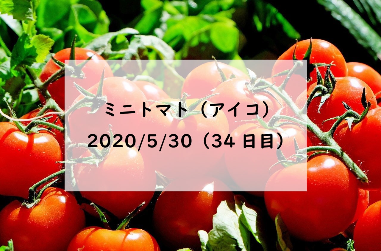 水耕栽培で作るミニトマト（アイコ）2020/5/30（34日目） | りんかお